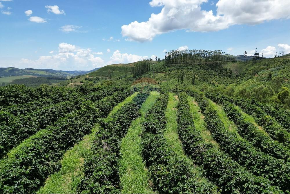 Chácara / Sítio / Fazenda - Venda - São Sebastião da Grama , São Paulo - DJI_0749.JPG - 870361041-98