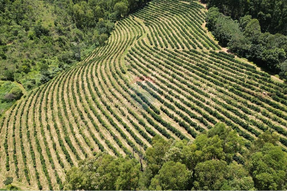Chácara / Sítio / Fazenda - Venda - São Sebastião da Grama , São Paulo - DJI_0696.JPG - 870361041-98