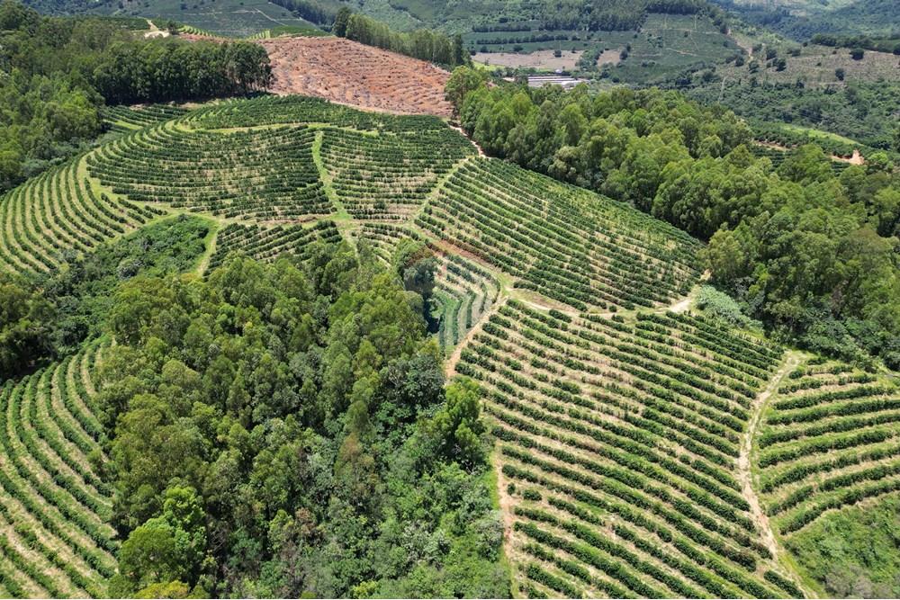 Chácara / Sítio / Fazenda - Venda - São Sebastião da Grama , São Paulo - DJI_0712.JPG - 870361041-98