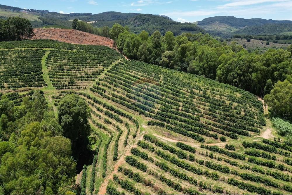 Chácara / Sítio / Fazenda - Venda - São Sebastião da Grama , São Paulo - DJI_0710.JPG - 870361041-98