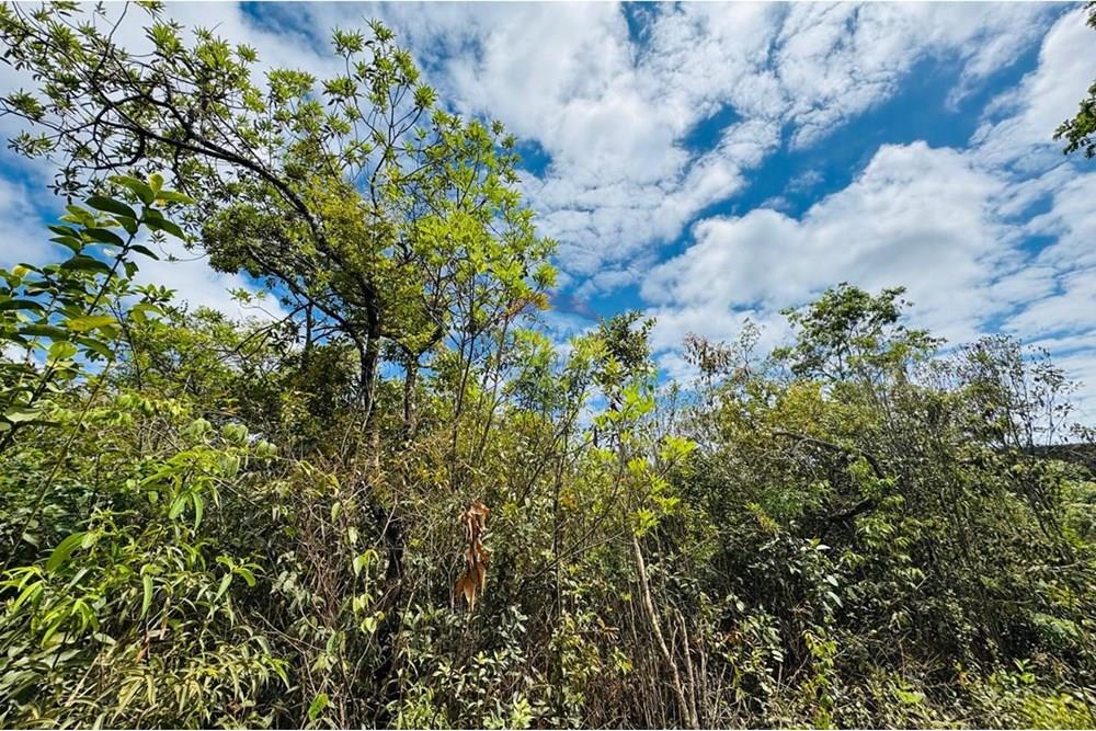 Chácara / Sítio / Fazenda - Venda - Caeté , Minas Gerais - IMG-20251030-WA0339.jpg - 870421116-90