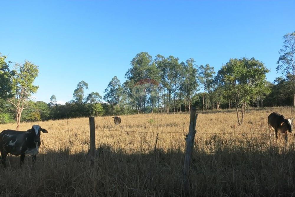 Chácara / Sítio / Fazenda - Venda - Pedro Leopoldo , Minas Gerais - IMG_3979.JPG - 870411101-6