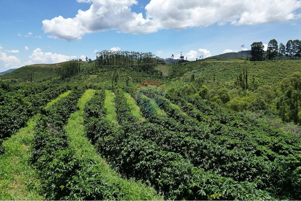 Chácara / Sítio / Fazenda - Venda - São Sebastião da Grama , São Paulo - DJI_0750.JPG - 870361041-98