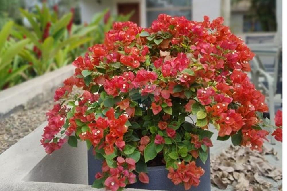 Casa de Condomínio - Venda - Caratinga , Minas Gerais - WhatsApp Image 2025-08-22 at 13.09.54 (2).jpeg - 870711007-31