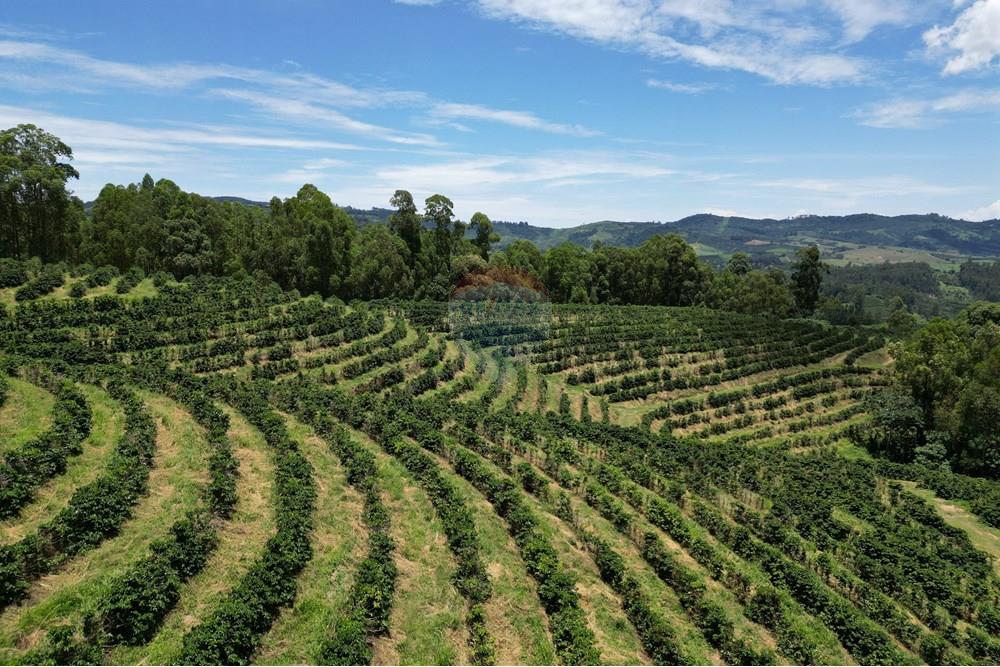 Chácara / Sítio / Fazenda - Venda - São Sebastião da Grama , São Paulo - DJI_0729.JPG - 870361041-98