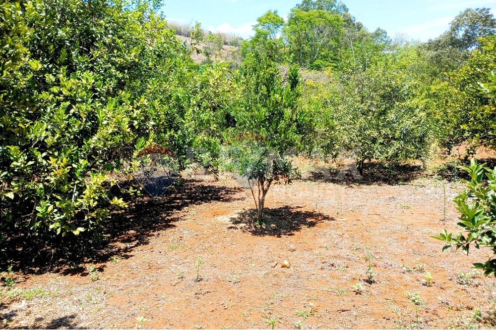 Chácara / Sítio / Fazenda - Venda - Ipanema , Minas Gerais - 8_image_8_watermark_qua._29102025_111912.jpg - 870451004-107