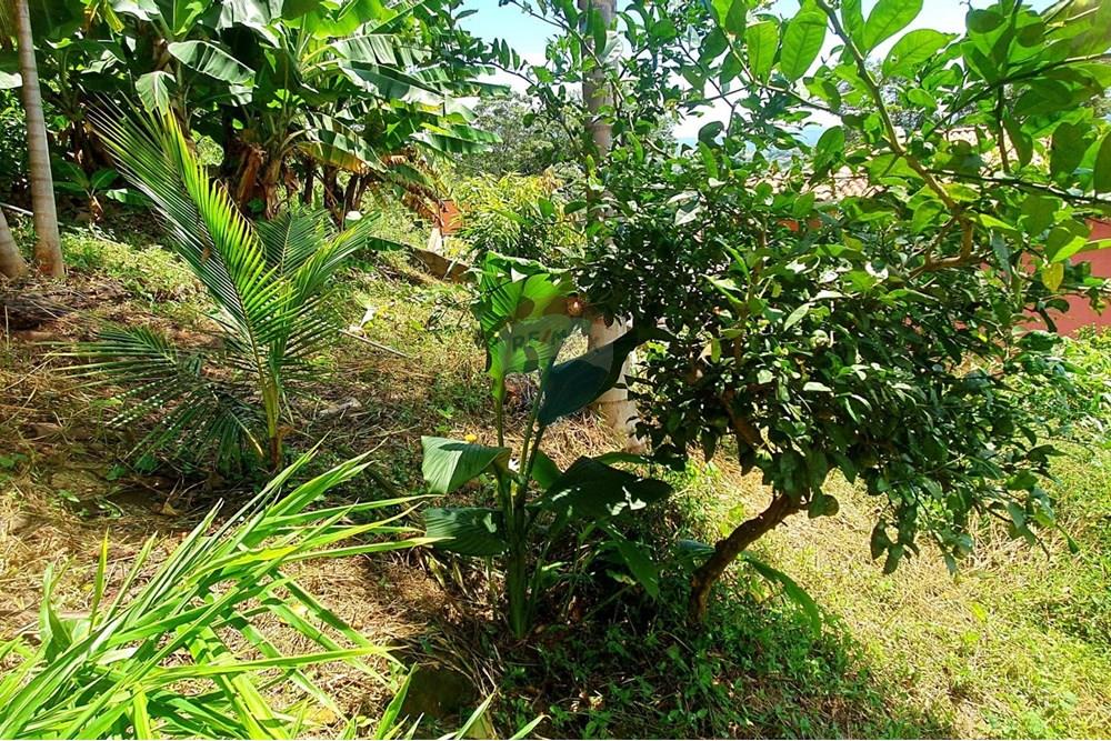 Terreno - Venda - Nova Lima , Minas Gerais - foto Lote coqueiro pé de limão.jpg - 870241097-28