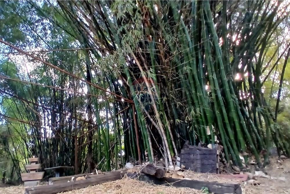 Chácara / Sítio / Fazenda - Venda - Matozinhos , Minas Gerais - 20250903_155926.jpg - 870411101-11