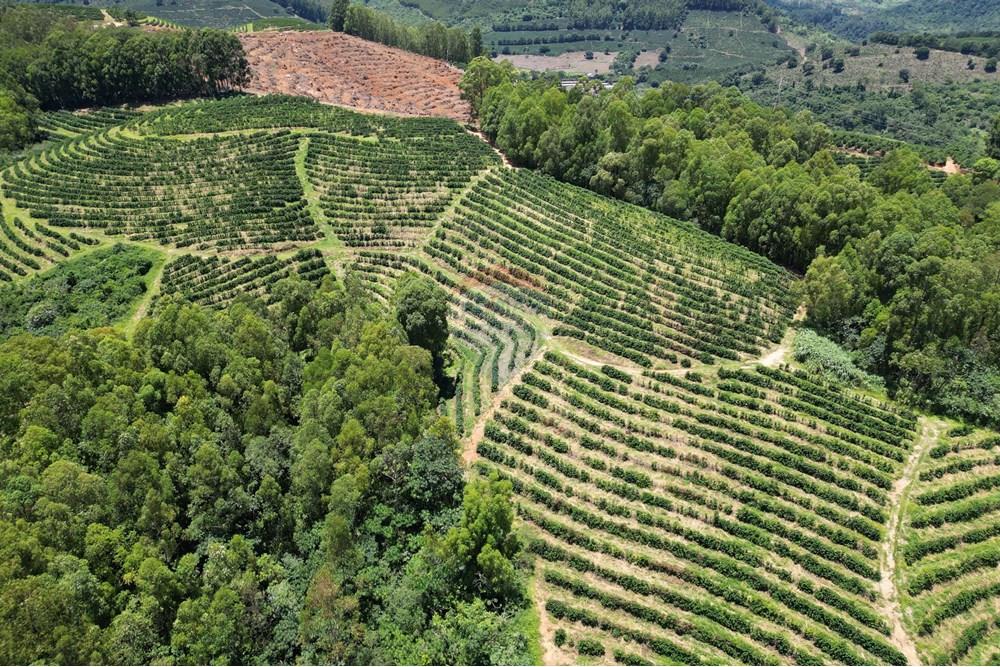 Chácara / Sítio / Fazenda - Venda - São Sebastião da Grama , São Paulo - DJI_0711.JPG - 870361041-98