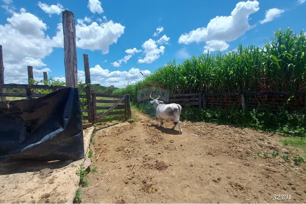 Chácara / Sítio / Fazenda - Venda - Perdizes , Minas Gerais - WhatsApp Image 2025-02-25 at 19.55.07.jpeg - 870431028-37