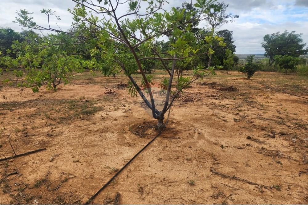 Chácara / Sítio / Fazenda - Venda - Curvelo , Minas Gerais - 28275763-9ef3-4084-b099-6dca4370e263.jpeg - 870241024-65