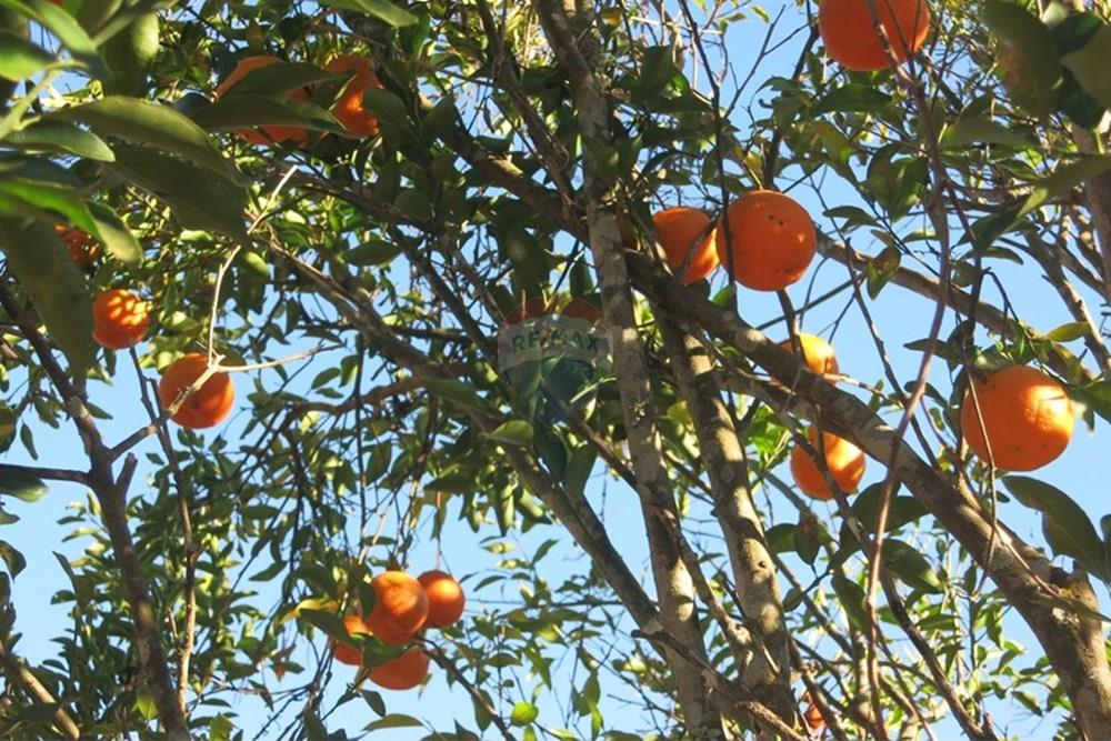 Chácara / Sítio / Fazenda - Venda - Pedro Leopoldo , Minas Gerais - IMG_3990.JPG - 870411101-6