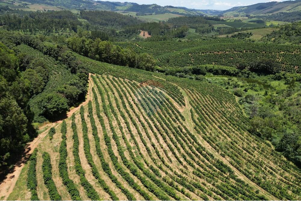 Chácara / Sítio / Fazenda - Venda - São Sebastião da Grama , São Paulo - DJI_0700.JPG - 870361041-98