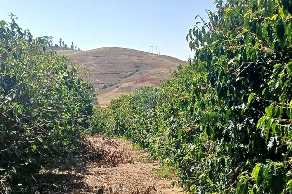 Chácara / Sítio / Fazenda - Venda - Piumhi , Minas Gerais - 20250816_121503.jpg - 870411101-9