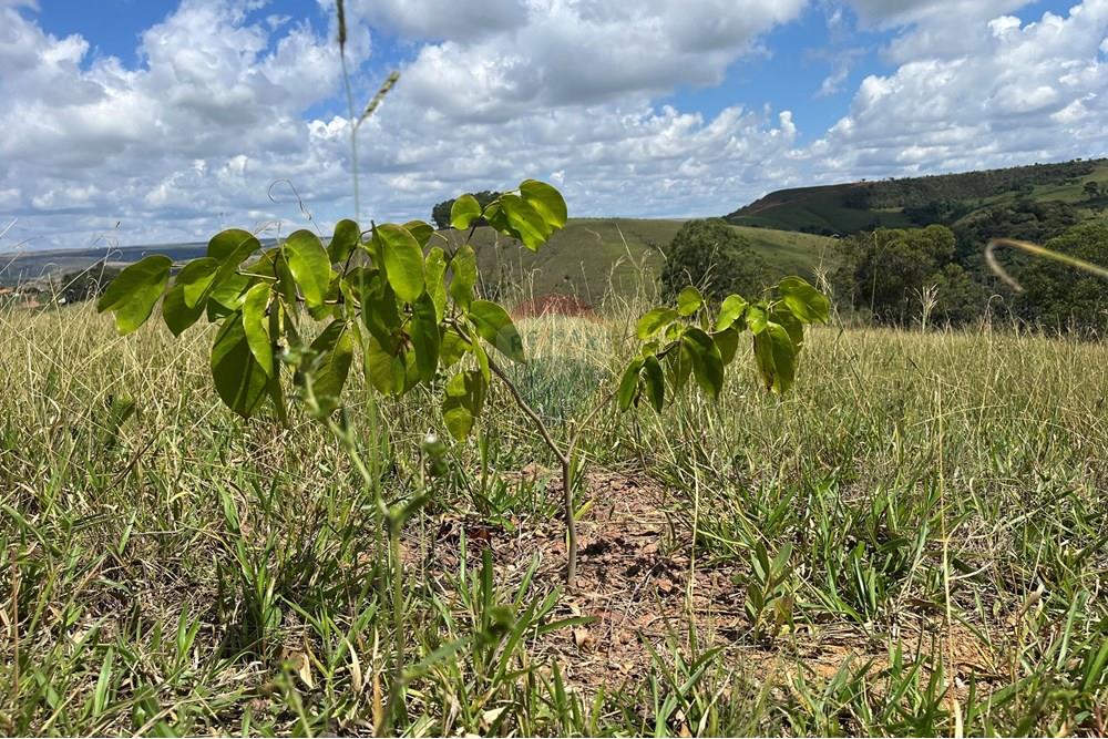 Fazenda - Venda - São Roque de Minas , Minas Gerais - IMG_0957.jpeg - 870431039-42