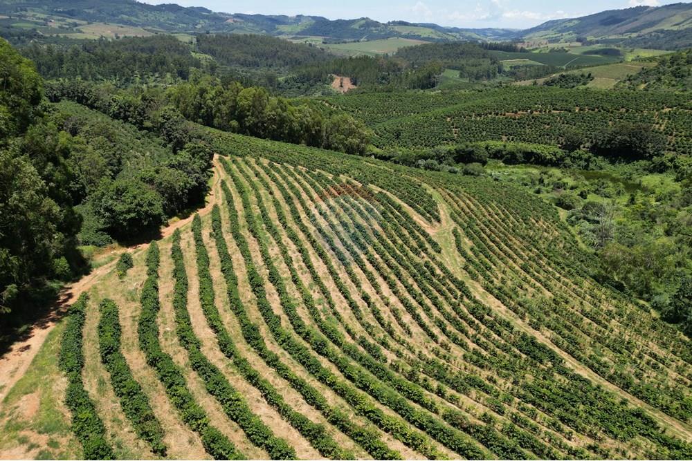 Chácara / Sítio / Fazenda - Venda - São Sebastião da Grama , São Paulo - DJI_0701.JPG - 870361041-98