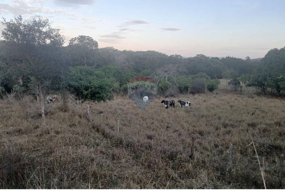 Chácara / Sítio / Fazenda - Venda - Pedro Leopoldo , Minas Gerais - 20250609_170823.jpg - 870411101-6