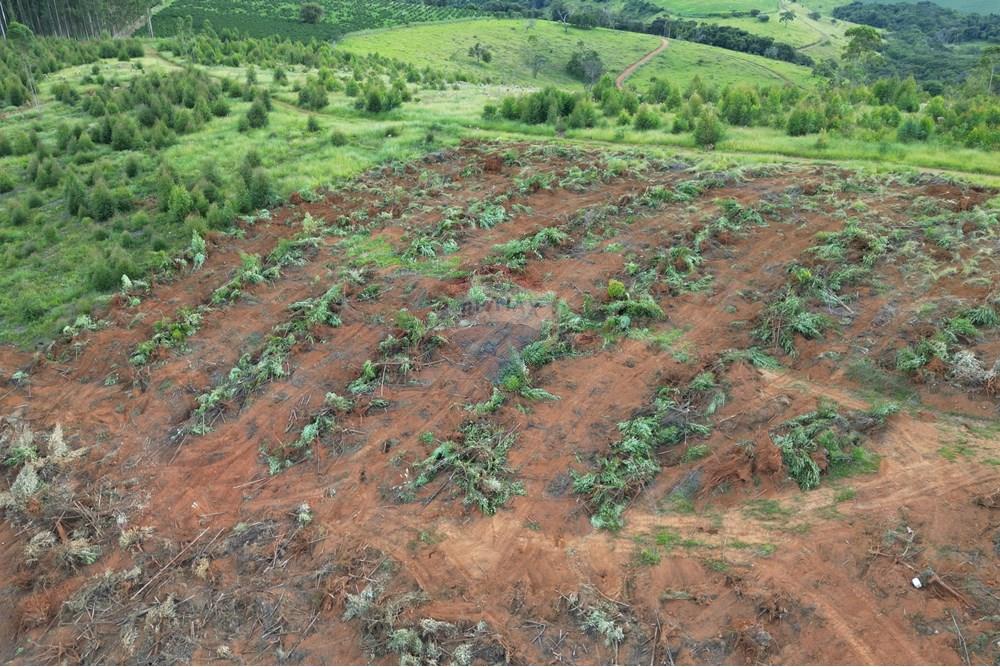 Fazenda - Venda - Bandeira do Sul , Minas Gerais - DJI_0803.JPG - 870361041-103