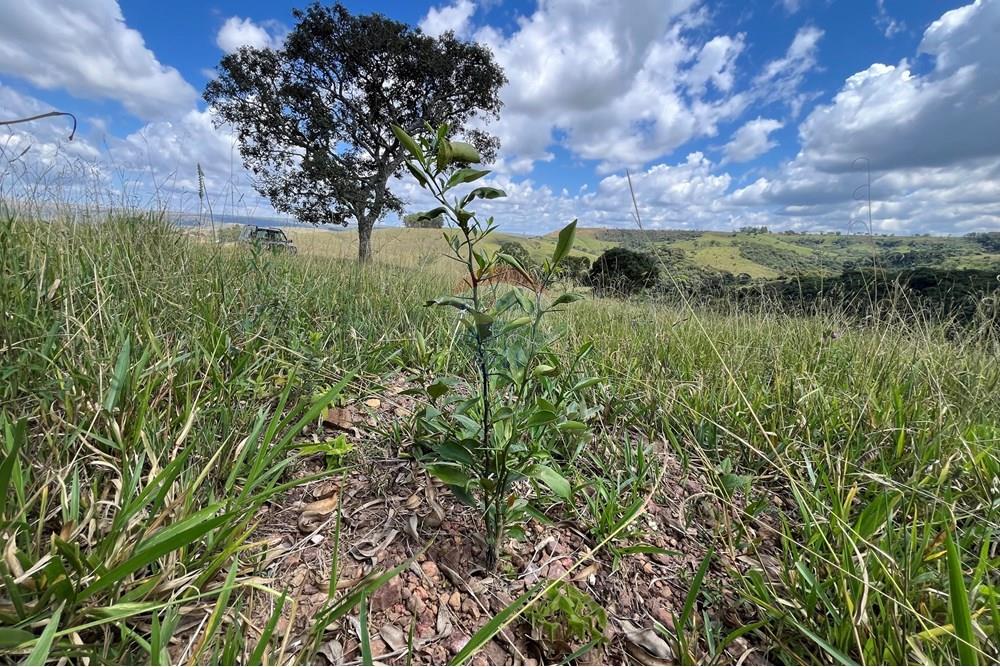Fazenda - Venda - São Roque de Minas , Minas Gerais - IMG_0959.jpeg - 870431039-42