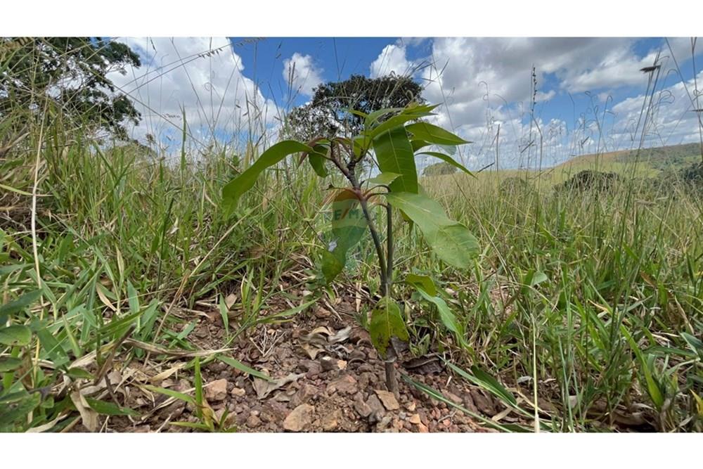 Fazenda - Venda - São Roque de Minas , Minas Gerais - IMG_0962.jpg - 870431039-42