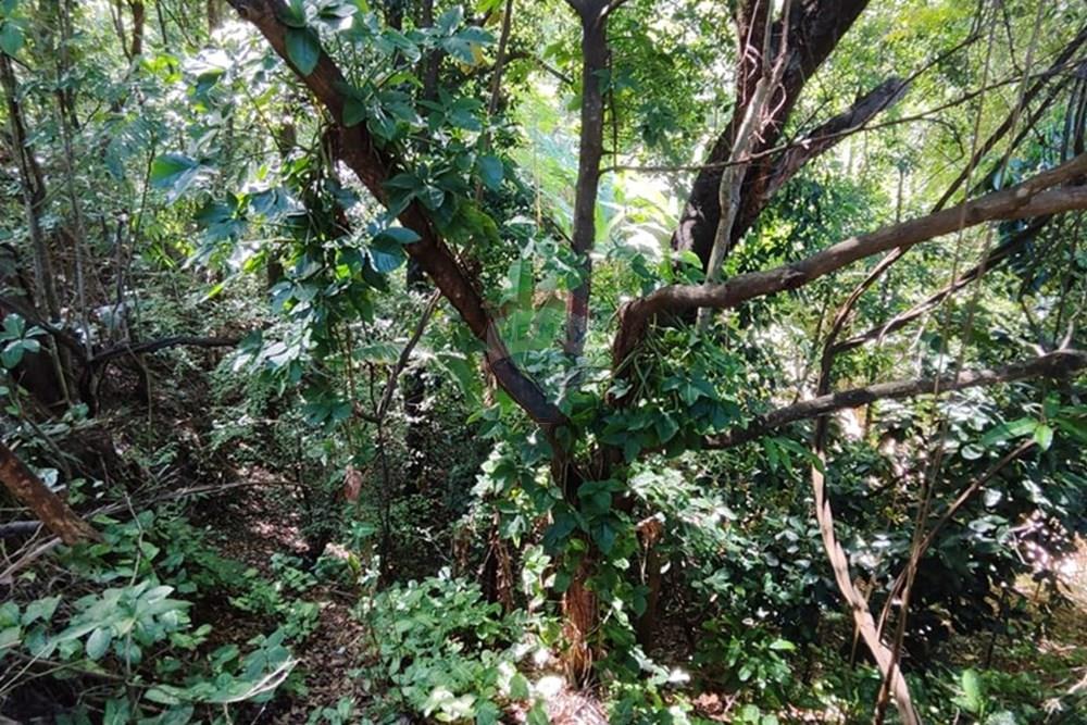 Chácara / Sítio / Fazenda - Venda - Santa Luzia , Minas Gerais - WhatsApp Image 2024-11-25 at 17.56.57.jpeg - Jardim Externo - 870421007-34