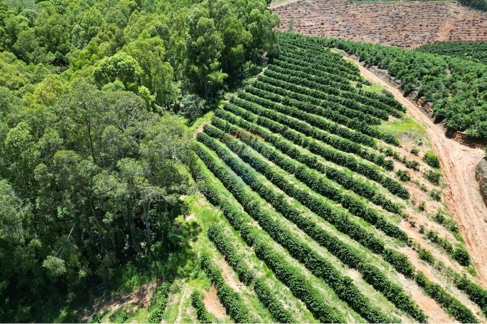 Chácara / Sítio / Fazenda - Venda - São Sebastião da Grama , São Paulo - DJI_0699.JPG - 870361041-98