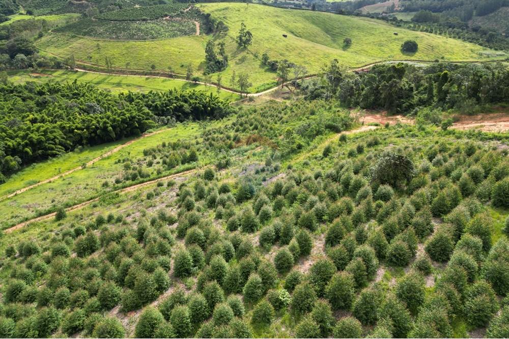 Fazenda - Venda - Caconde , São Paulo - DJI_0011.JPG - 870361041-102