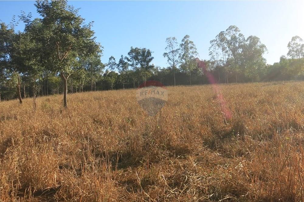 Chácara / Sítio / Fazenda - Venda - Pedro Leopoldo , Minas Gerais - IMG_3991.JPG - 870411101-6