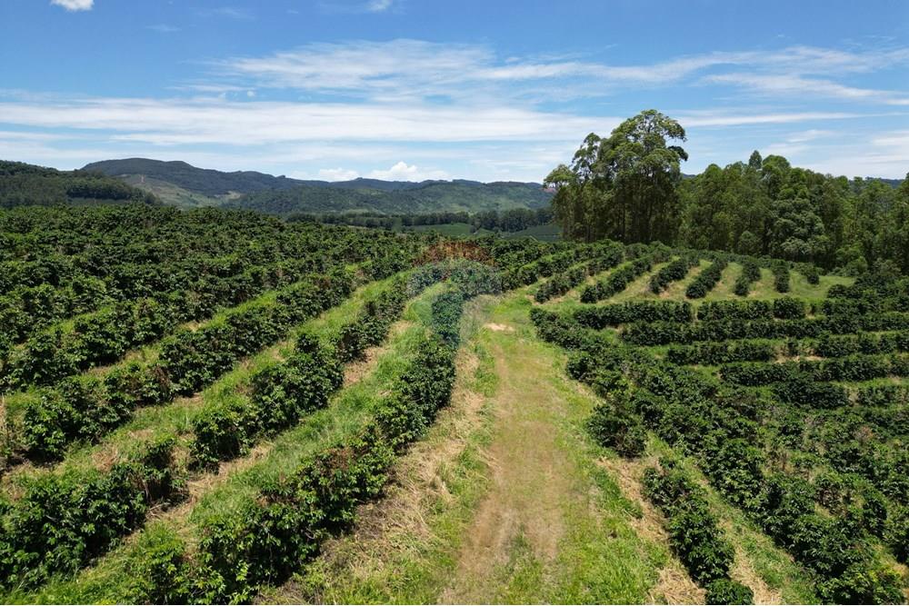 Chácara / Sítio / Fazenda - Venda - São Sebastião da Grama , São Paulo - DJI_0732.JPG - 870361041-98