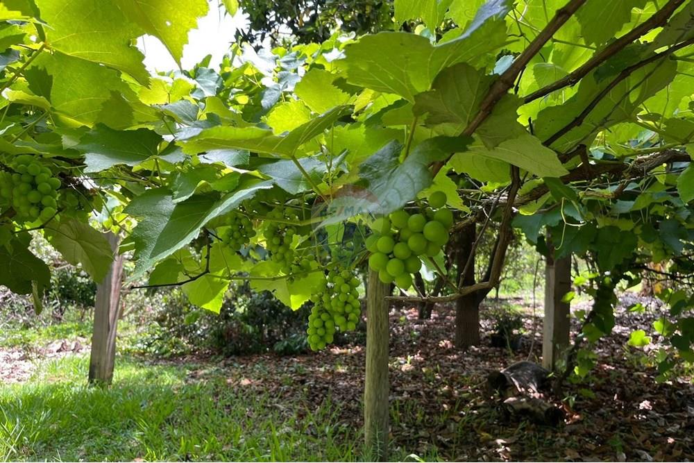 Chácara / Sítio / Fazenda - Venda - Araxá , Minas Gerais - FAZENDA 10.jpeg - 870431058-4