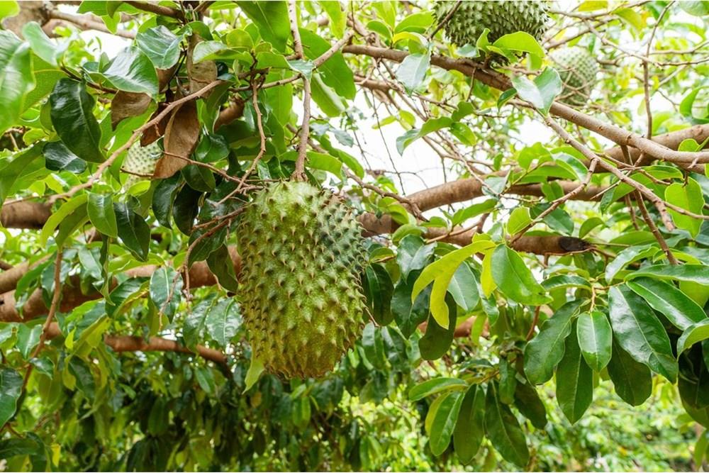 Chácara / Sítio / Fazenda - Venda - Sobradinho , Distrito Federal - WhatsApp Image 2025-05-27 at 18.39.25 (2).jpeg - 880131015-38