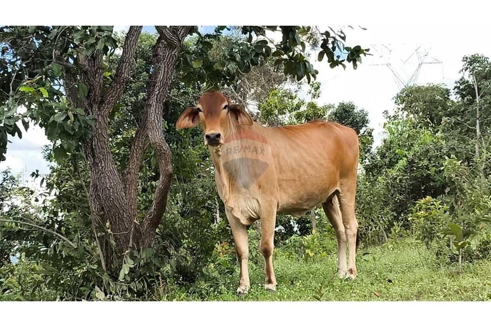 Fazenda - Venda - Padre Bernardo , Goiás - WhatsApp Image 2025-04-18 at 11.47.07.jpeg - 880341026-62