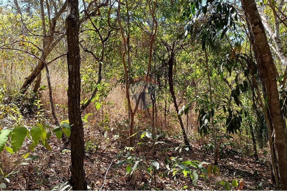 Chácara / Sítio / Fazenda - Venda - Luziânia , Goiás - Imagem do WhatsApp de 2025-06-26 à(s) 23.13.19_9cfdd7a3.jpg - 880231017-81