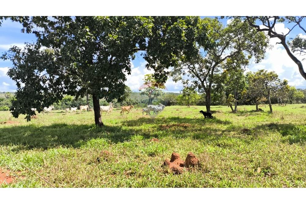 Fazenda - Venda - Padre Bernardo , Goiás - WhatsApp Image 2025-04-18 at 11.14.37.jpeg - 880341026-62