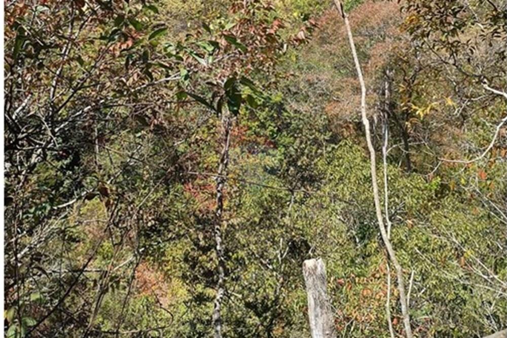 Chácara / Sítio / Fazenda - Venda - Luziânia , Goiás - Imagem do WhatsApp de 2025-06-26 à(s) 23.13.20_8808f143.jpg - 880231017-81