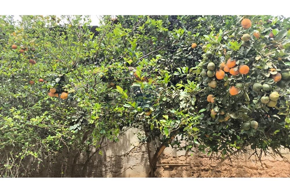 Chácara / Sítio / Fazenda - Venda - Cocalzinho de Goiás , Goiás - WhatsApp Image 2025-10-28 at 09.45.07 (1).jpeg - 880341129-15