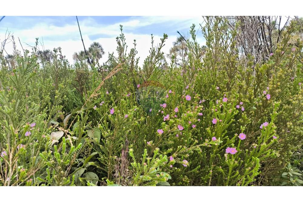 Chácara / Sítio / Fazenda - Venda - Cristalina , Goiás - WhatsApp Image 2025-07-31 at 14.48.41.jpeg - 880341026-65