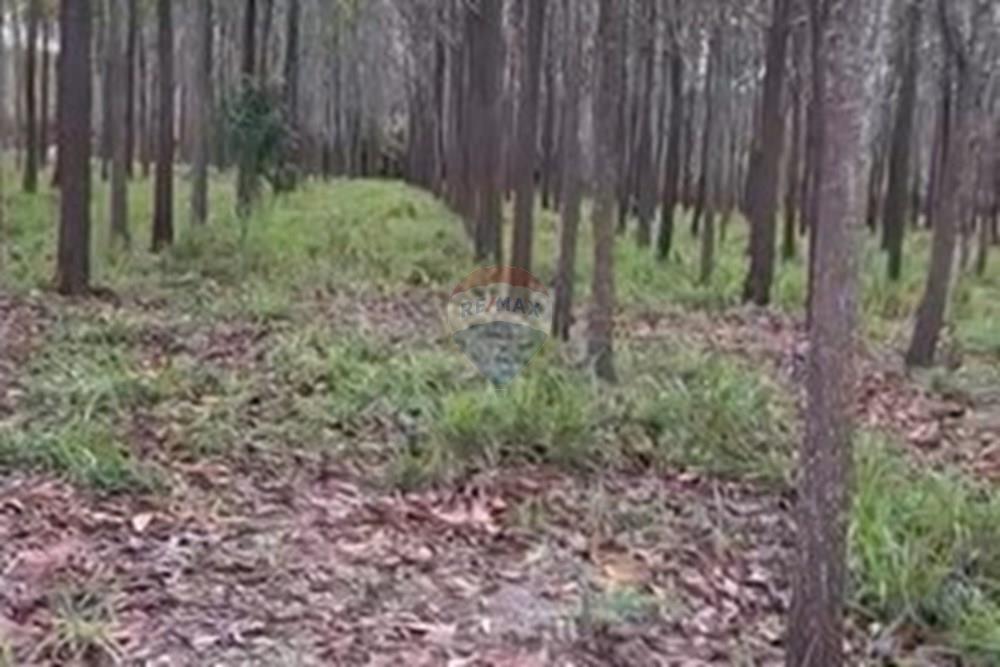 Chácara / Sítio / Fazenda - Venda - Água Fria de Goiás , Goiás - IMG-20250523-WA0241.jpg - 880231017-80