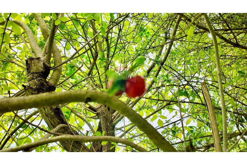 Casa de Condomínio - Venda - Brasília , Distrito Federal - DJI_20241107093248_0997_D.jpg - 880341021-101