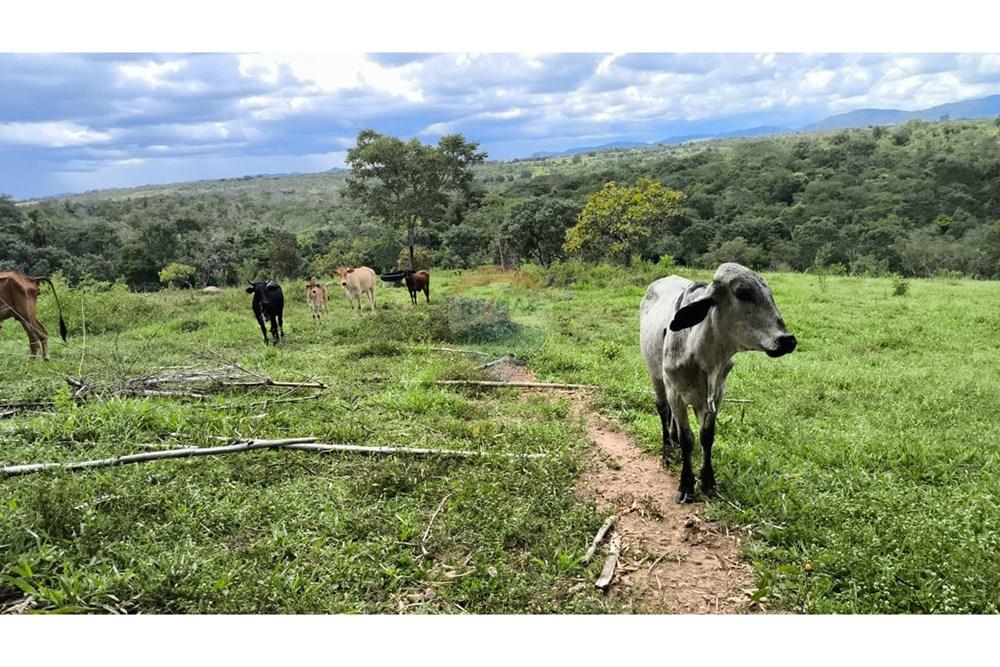 Fazenda - Venda - Padre Bernardo , Goiás - WhatsApp Image 2025-04-18 at 11.47.02.jpeg - 880341026-62