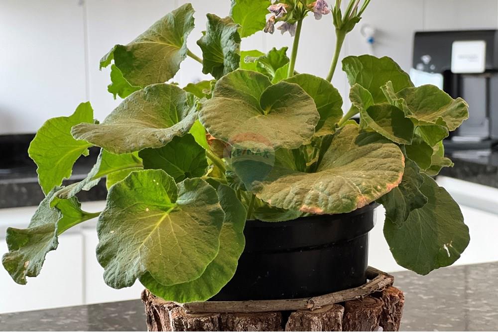 Casa - Venda - Sobradinho , Distrito Federal - IMG_6676.JPG - 880351010-77