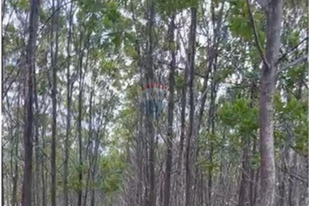 Chácara / Sítio / Fazenda - Venda - Água Fria de Goiás , Goiás - IMG-20250523-WA0245.jpg - 880231017-80