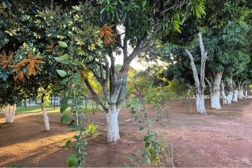 Chácara / Sítio / Fazenda - Venda - Brazlandia , Distrito Federal - IMG_4128.jpg - 880351001-200