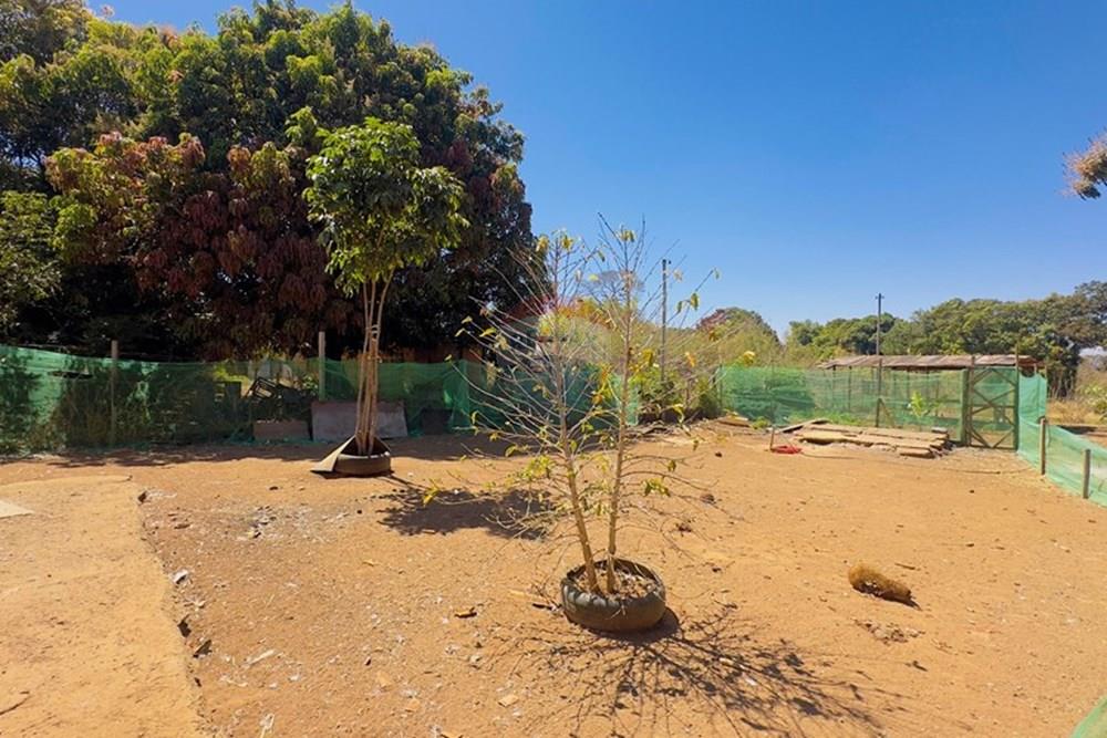 Chácara / Sítio / Fazenda - Venda - Sobradinho , Distrito Federal - IMG_8157.jpg - 880331086-15