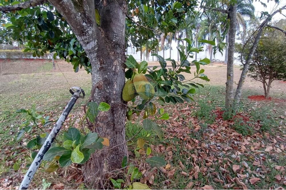 Sobrado - Venda - Brasília , Distrito Federal - 43.jpg - Quintal - 880261050-29