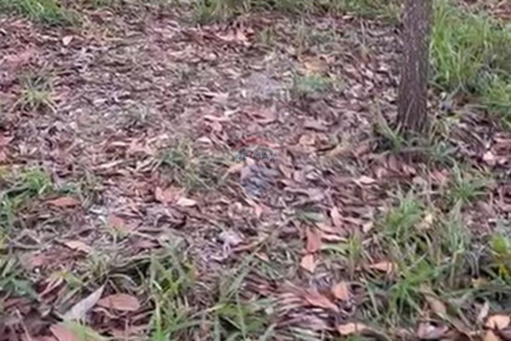 Chácara / Sítio / Fazenda - Venda - Água Fria de Goiás , Goiás - IMG-20250523-WA0245.jpg - 880231017-80