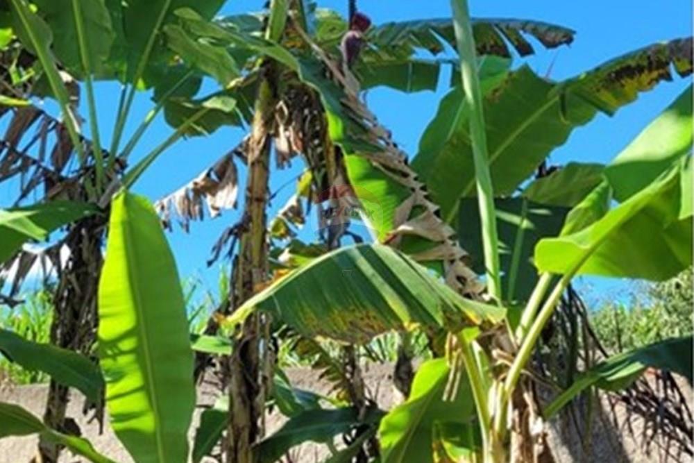 Terreno - Venda - Águas Lindas de Goiás , Goiás - 9fecb00e-d954-4cf6-9a05-9a0cd18d31a8.jpg - 880111016-46