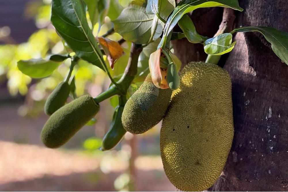 Casa - Venda - Vicente Pires , Distrito Federal - IMG_0719.JPG - 880401011-22