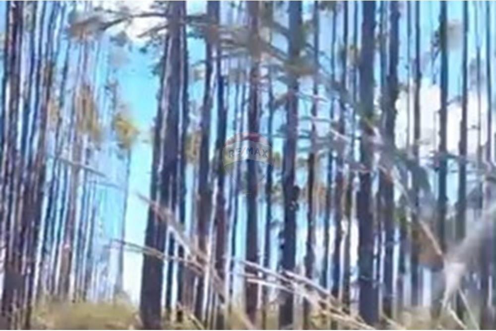 Chácara / Sítio / Fazenda - Venda - Água Fria de Goiás , Goiás - IMG-20250523-WA0221.jpg - 880231017-80