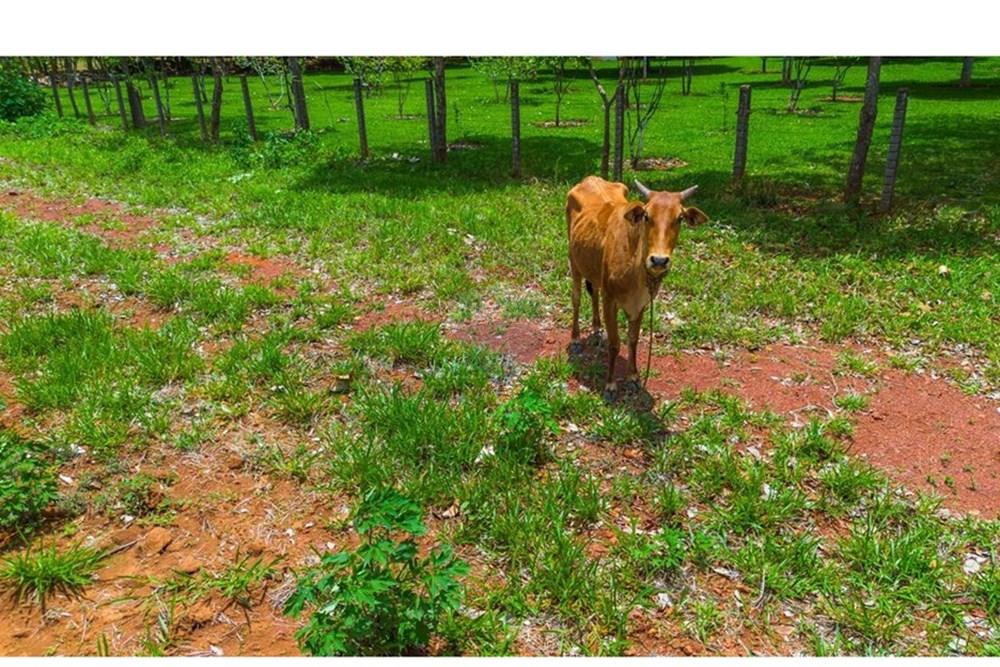 Chácara / Sítio / Fazenda - Venda - Sobradinho , Distrito Federal - WhatsApp Image 2025-05-27 at 18.39.11.jpeg - 880131015-38